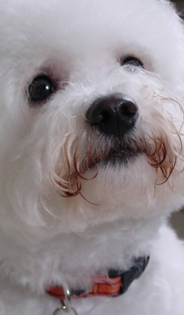 Собака породы бишон-фриз смотрит на хозяина