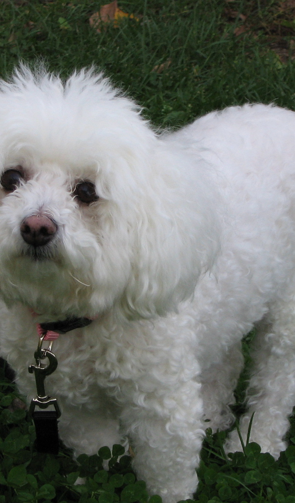 Собака породы бишон-фриз смотрит виноватым взглядом