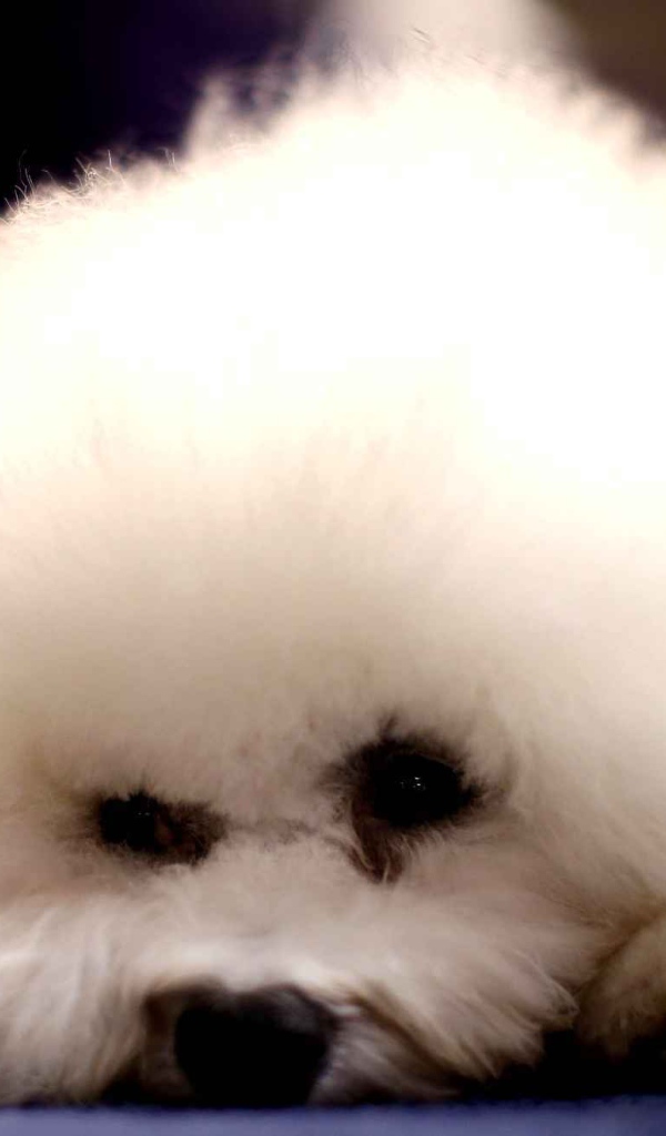 Собака породы бишон-фриз уткнулась носом