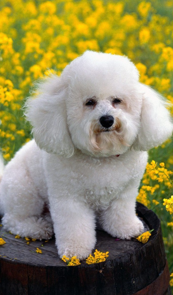 Собака породы бишон-фриз на бочке