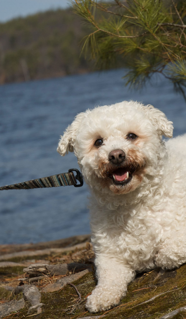 Собака породы бишон-фриз на прогулке