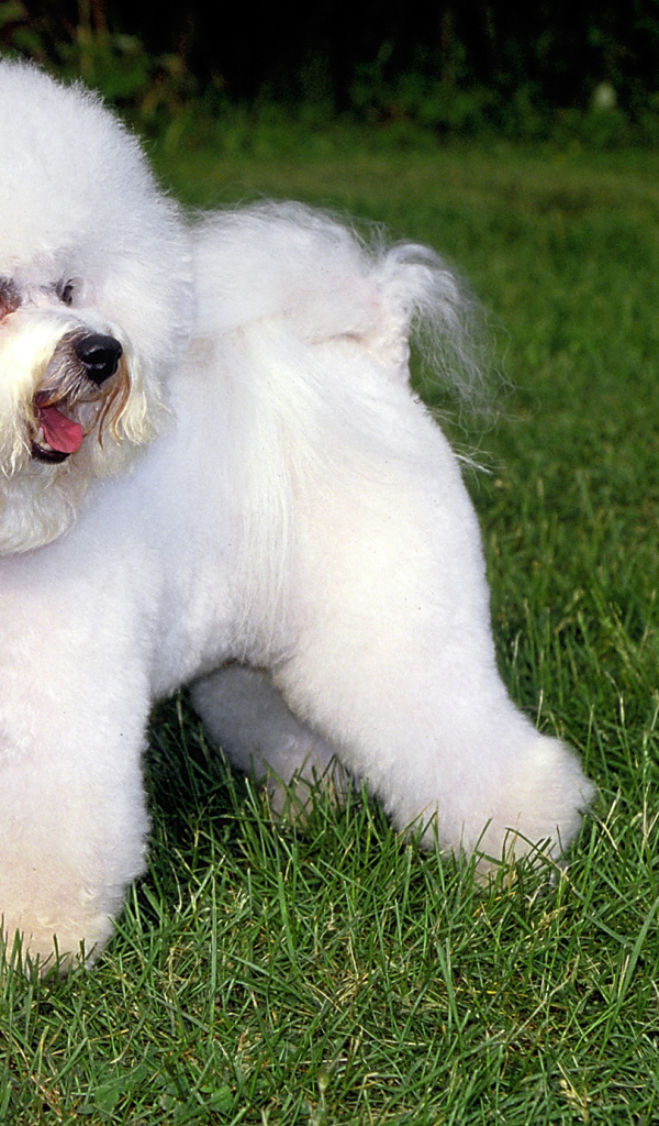 Собака породы бишон-фриз на траве