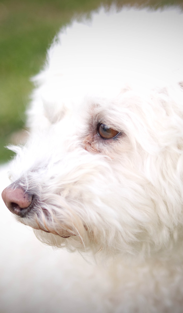 Собака породы бишон-фриз кого-то видела