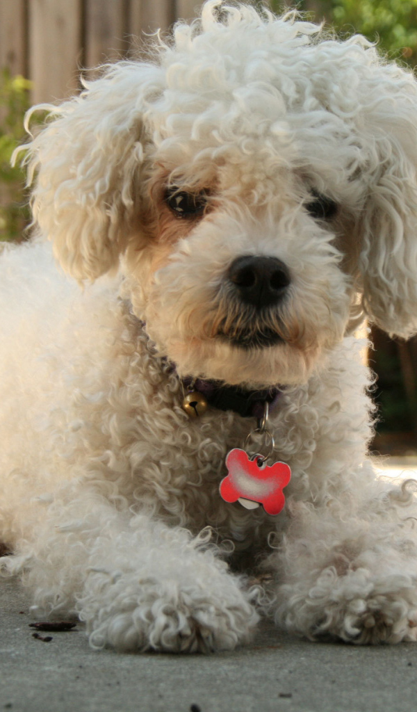 Собака породы бишон-фриз с кулоном