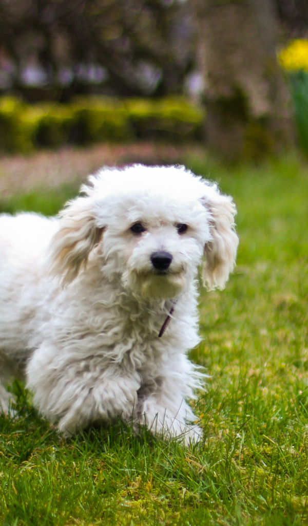 Собака породы бишон-фриз бежит по лужайке