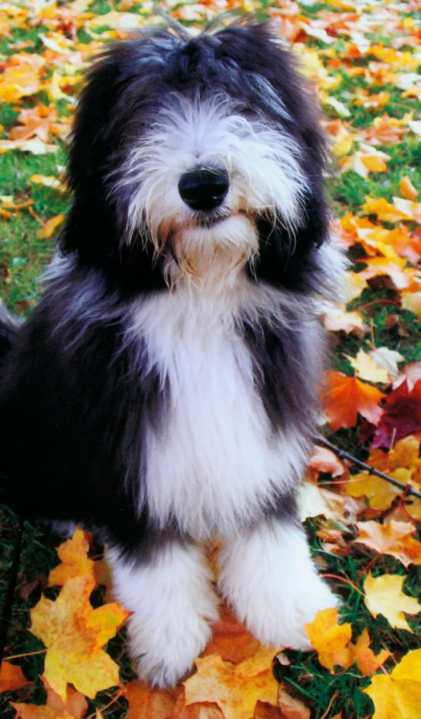 Собака породы бобтейл на осенних листьях