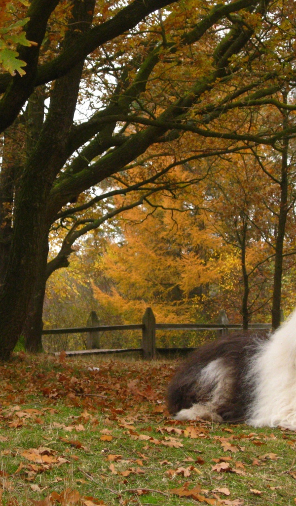 Собака породы бобтейл на фоне осеннего пейзажа