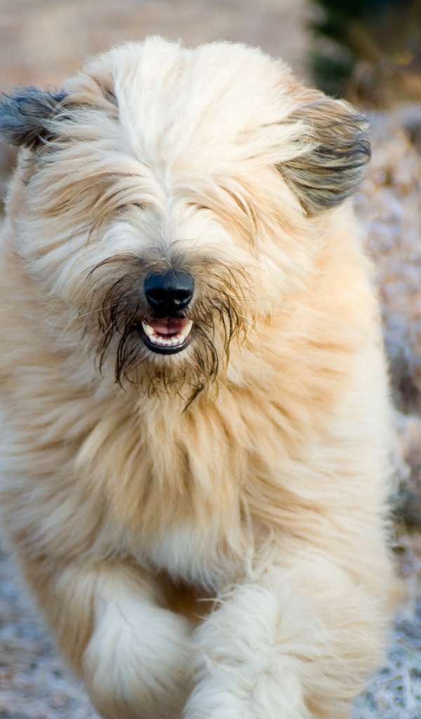 Собака породы бобтейл бежит в поле