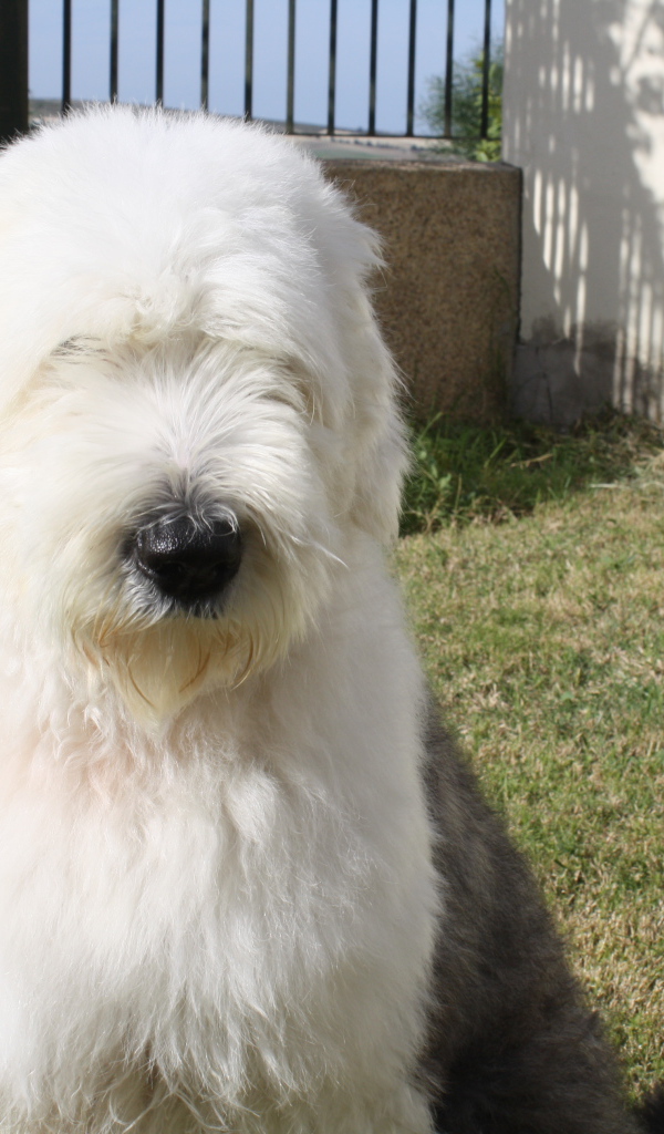 Собака породы бобтейл сидит во дворе дома