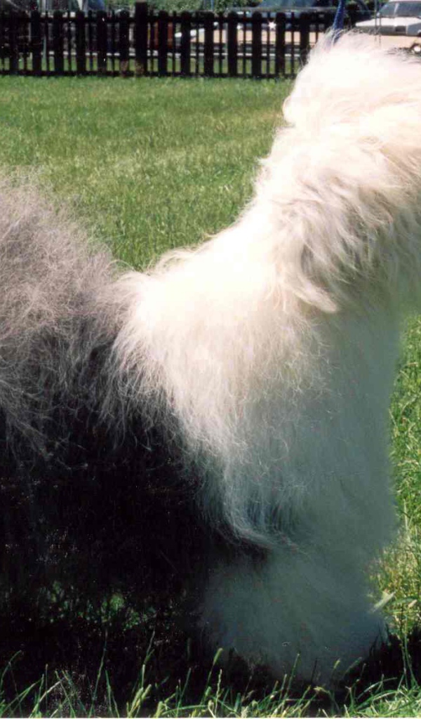 Собака породы бобтейл стоит на лужайке