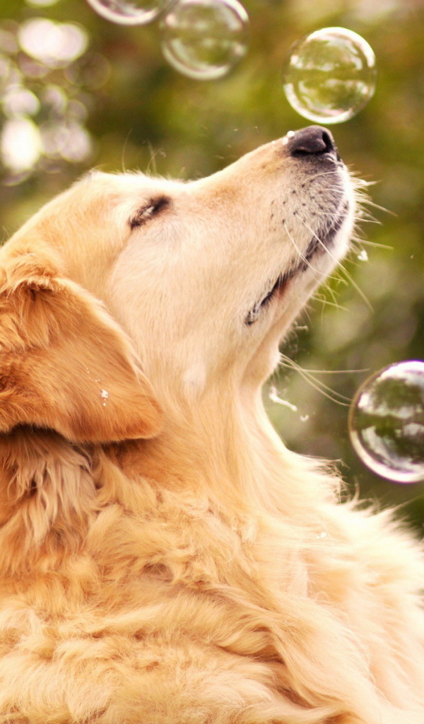 Собака ловит мыльные пузыри