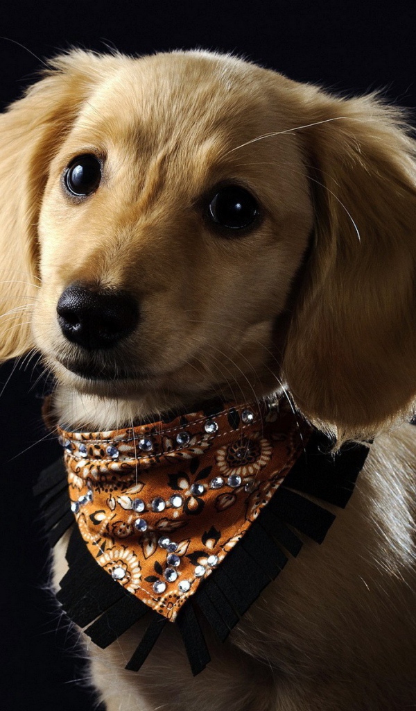 Собака в красивом ошейнике