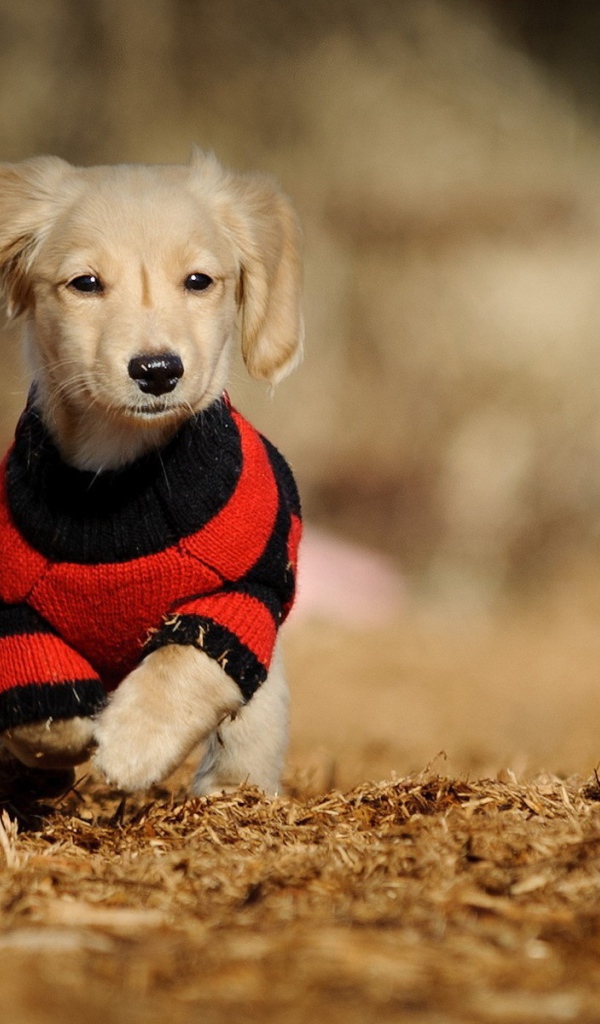 Собака в вязаной одежде