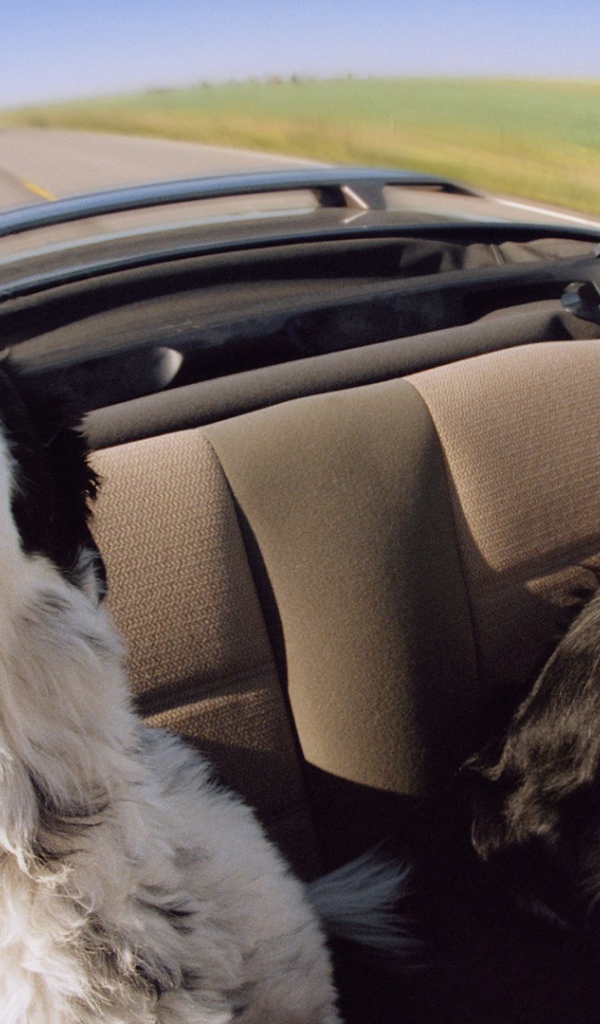 Собаки в автомобиле
