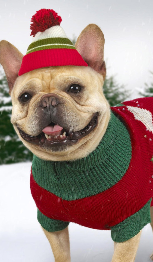 Собака в зимней одежде