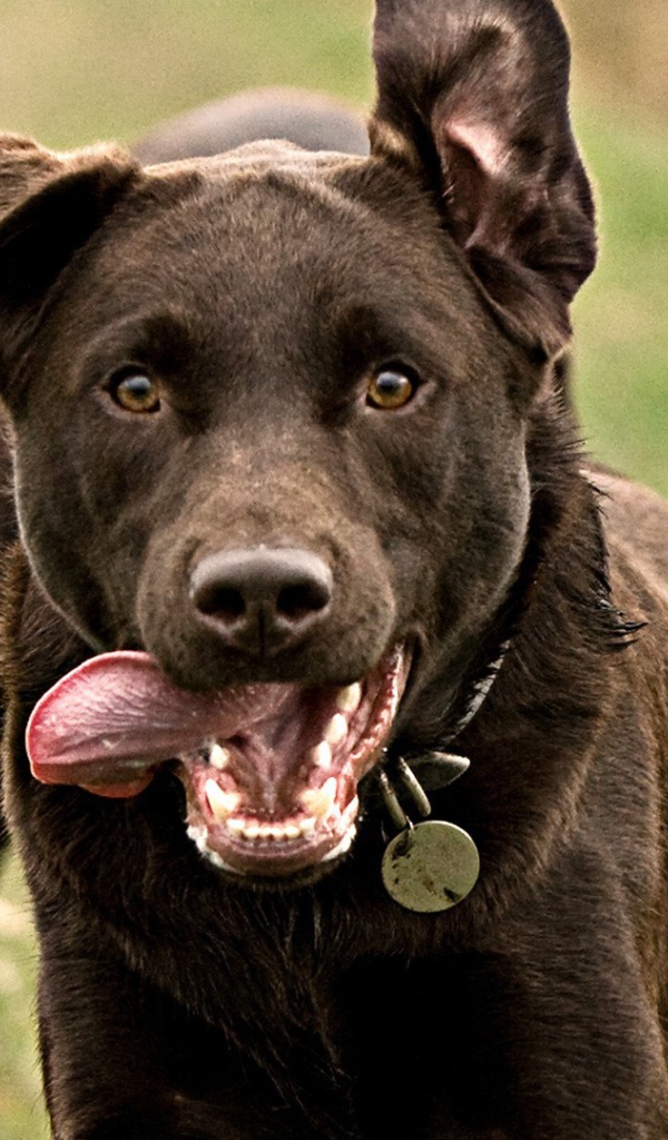 Собака бежит высунув язык