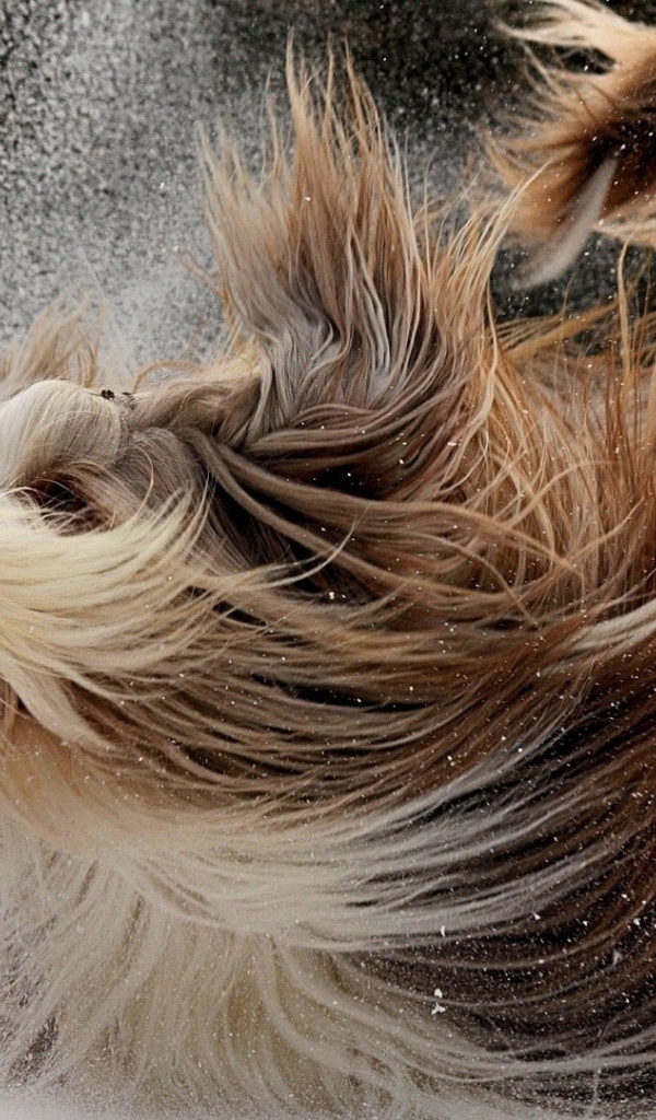 Собака бежит по снегу