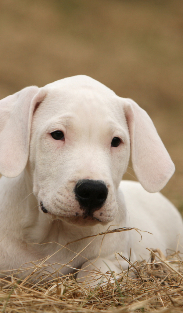 Щенок аргентинского дога на высохшей траве