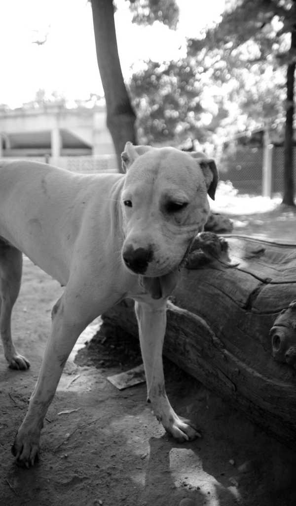 Красивый аргентинский дог, чёрно-белое фото