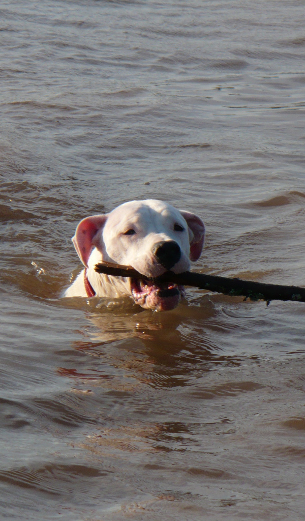 Аргентинский дог несёт палку