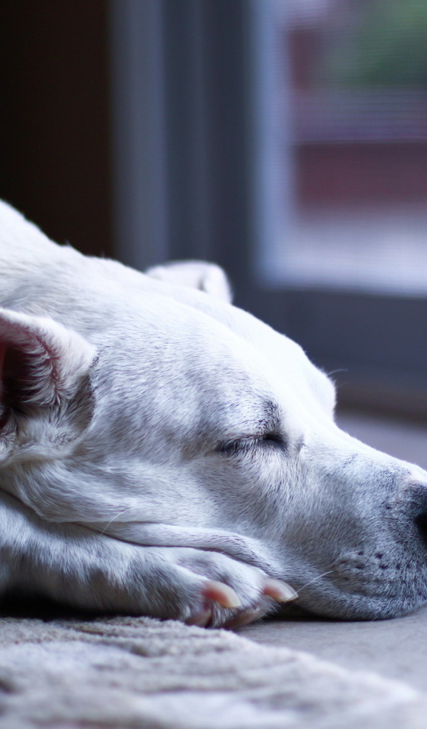 Аргентинский дог заснул