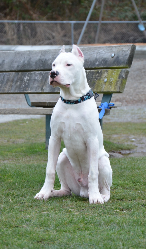 Аргентинский дог охраняет лавку