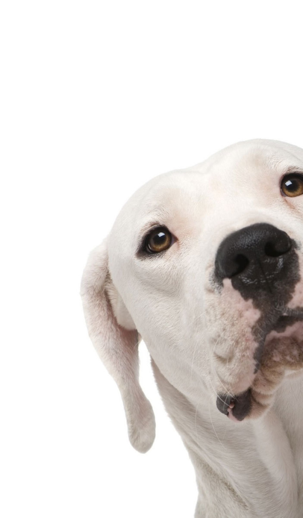 Аргентинский дог на белом фоне