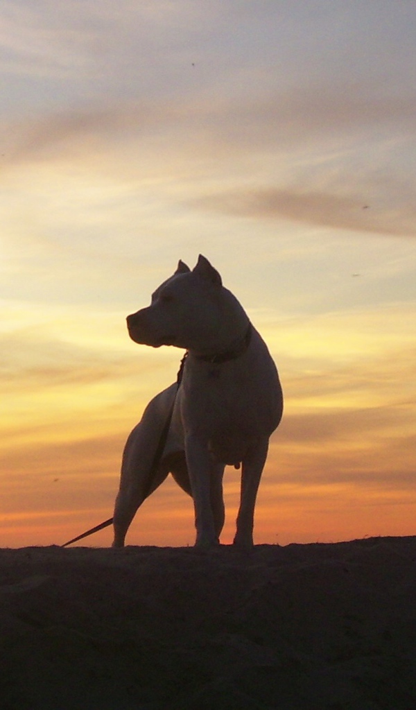 Аргентинский дог на фоне заката