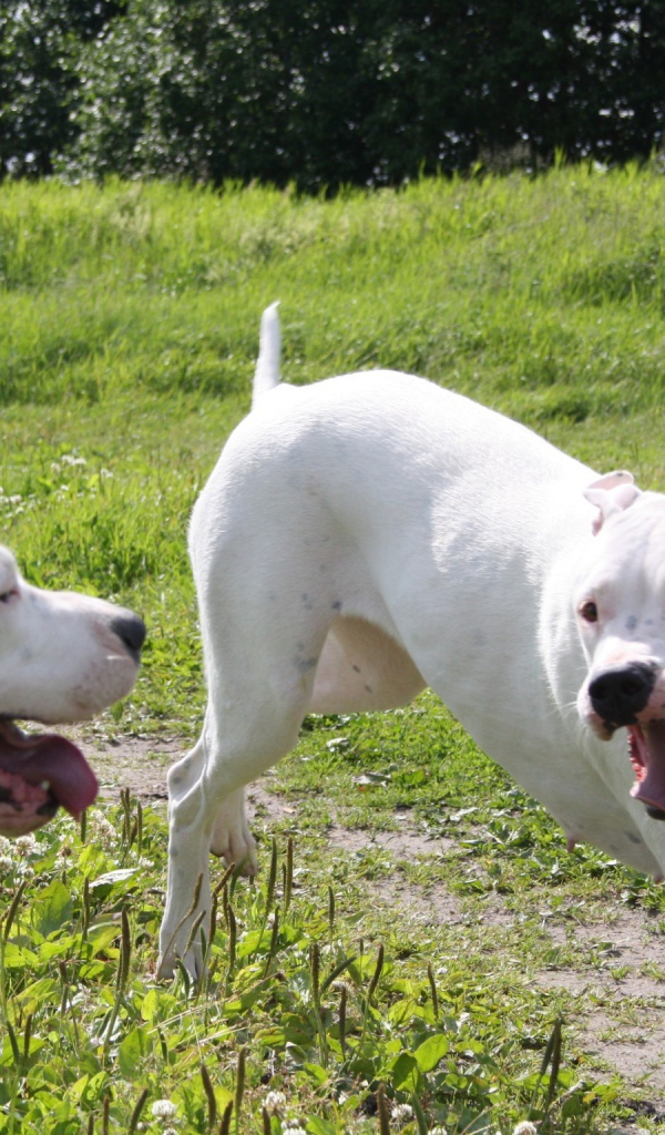 Аргентинские доги играют