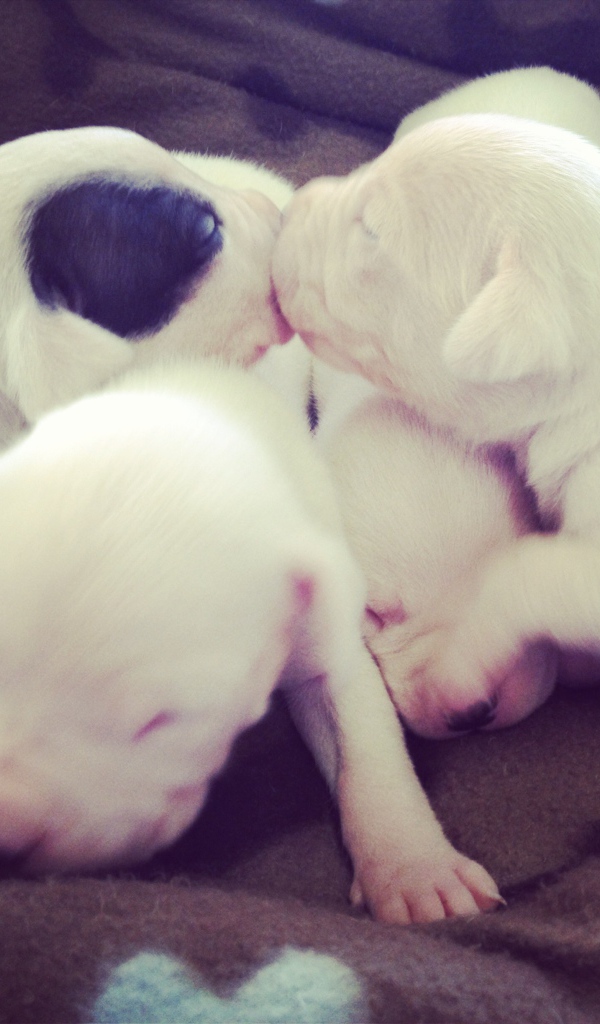 Щенки аргентинского дога