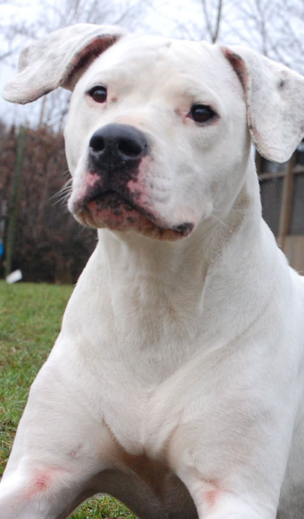 Аргентинский дог что-то увидел