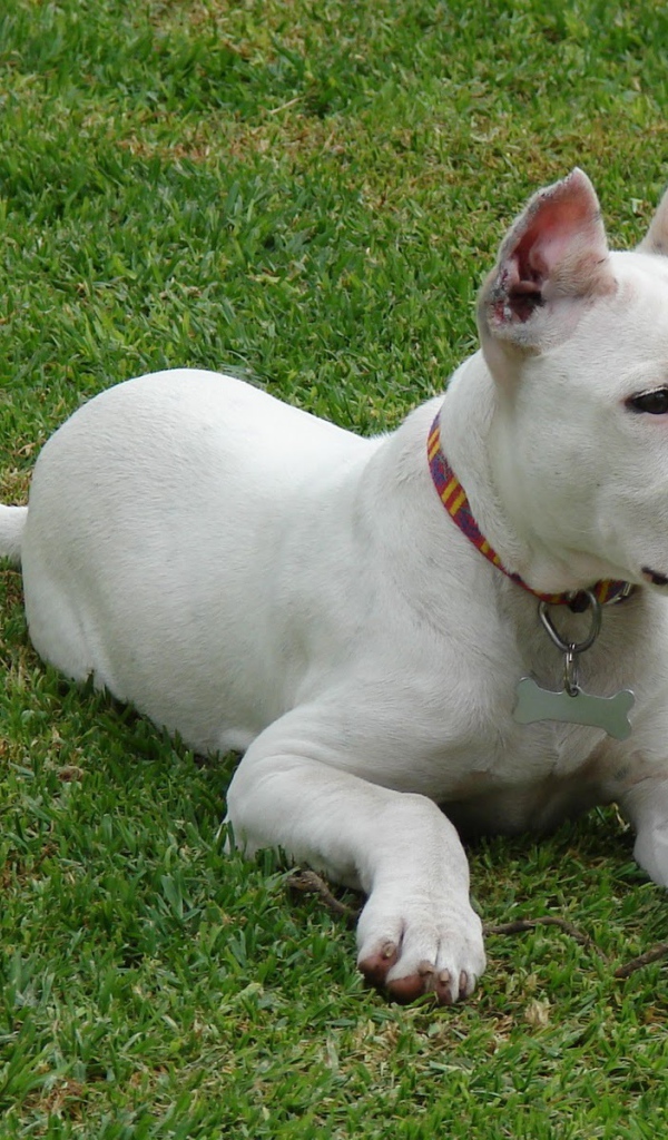 Аргентинский дог кого-то увидел