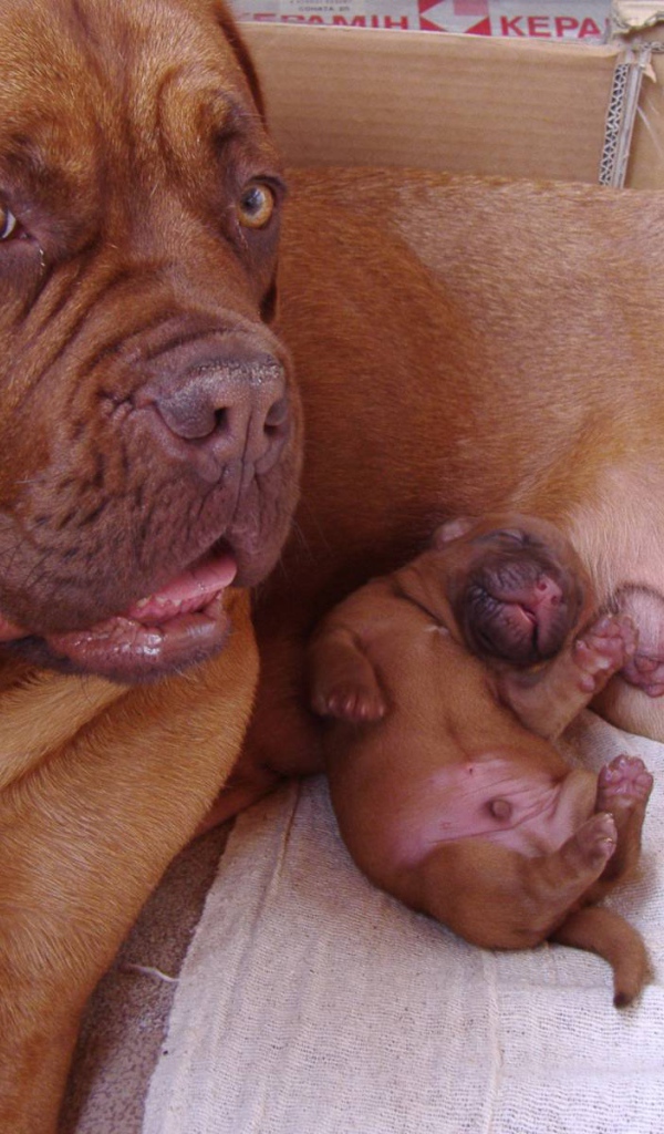 Бордоский дог и его щенок