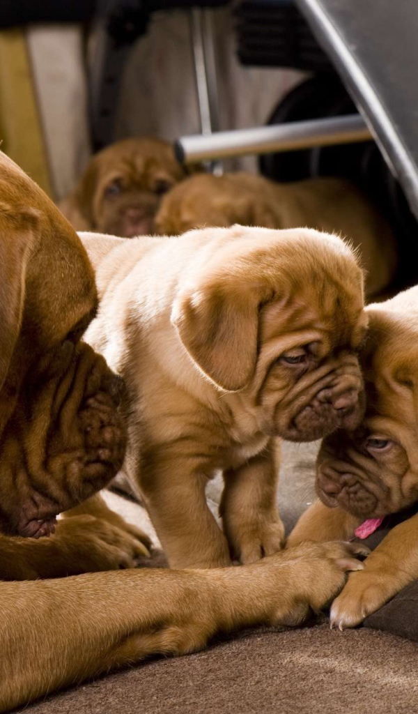 Бордоский дог в постели с щенками