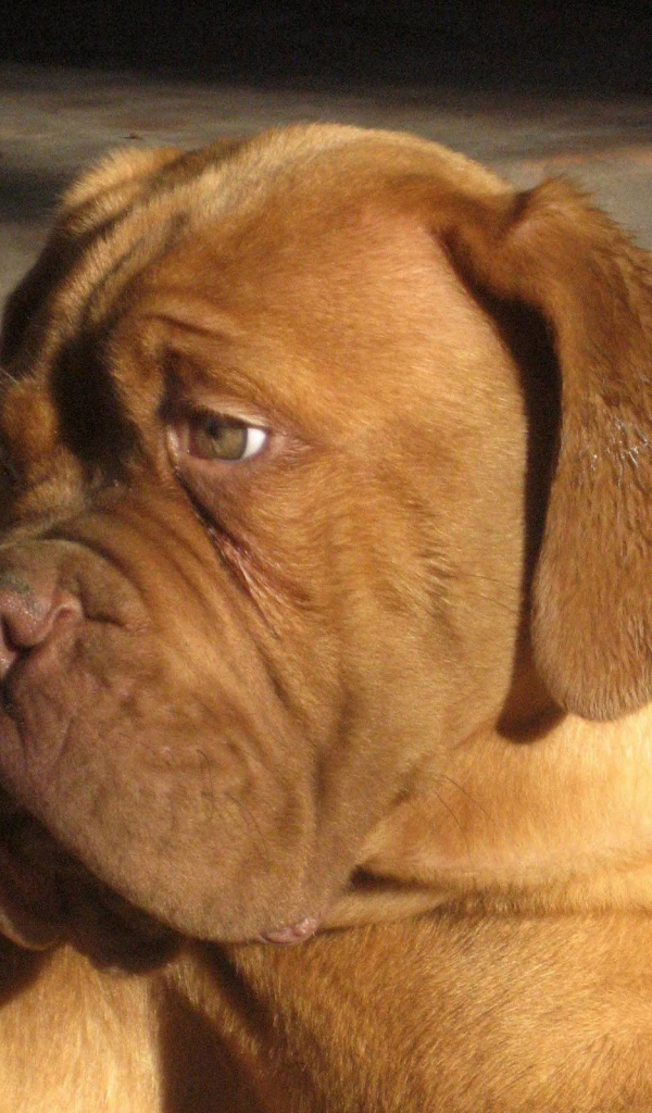 Бордоский дог скучает