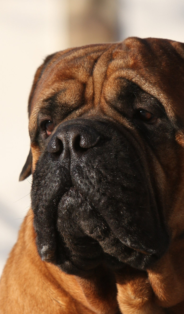 Бордоский дог ищет своего хозяина