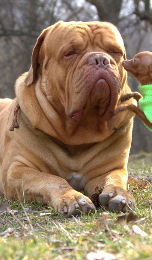 Бордоский дог с маленьким другом