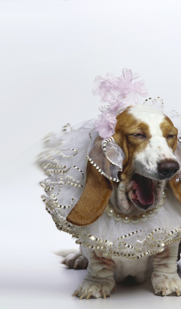 Нарядные бассет-хаунды на белом фоне