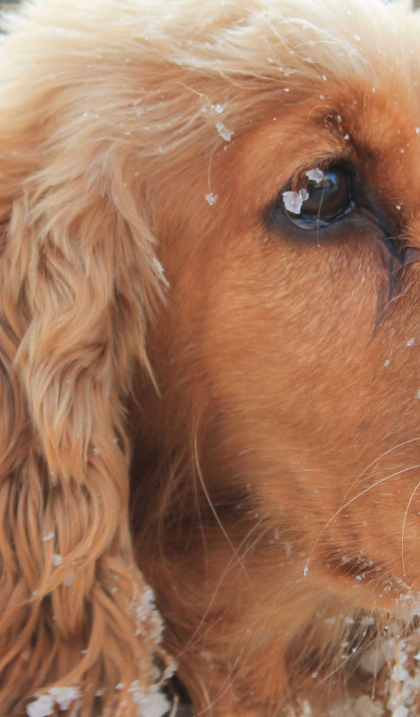 Английский кокер-спаниель в снегу
