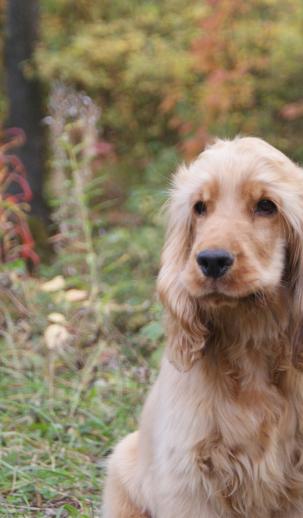Английский кокер-спаниель в лесу