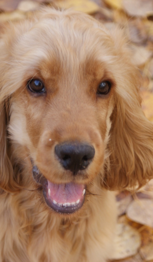 Английский кокер-спаниель на осенних листьях