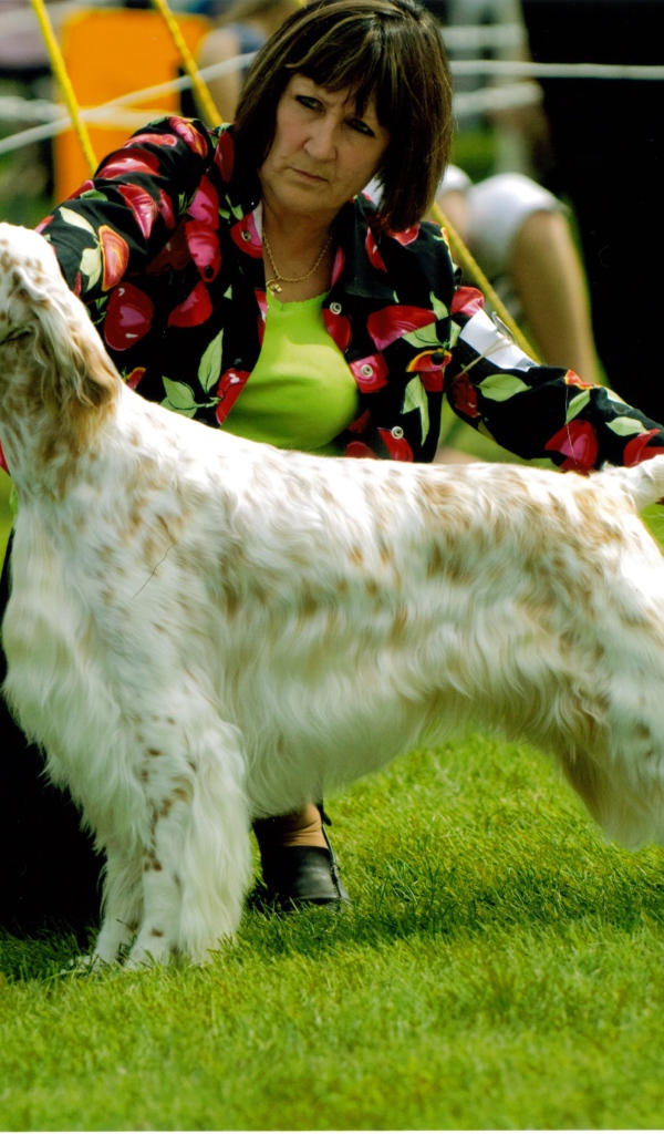 Английский сеттер на собачьей выставке