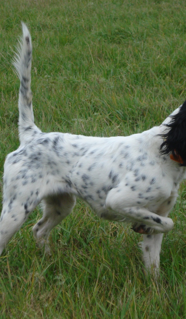Английский сеттер, хвост трубой