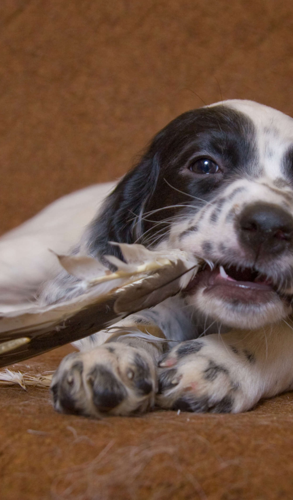 Английский сеттер и  перья