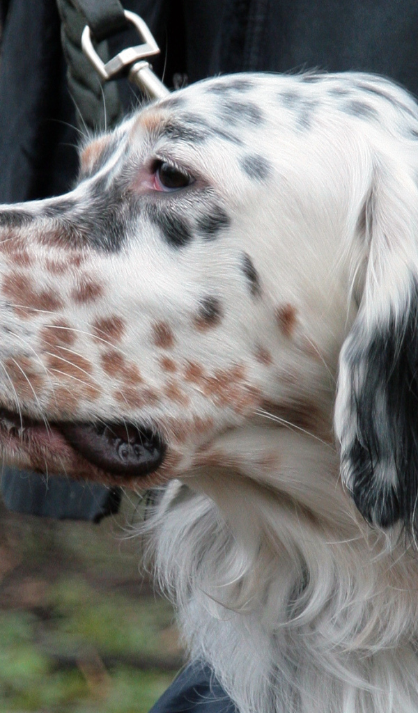 Английский сеттер крупным планом