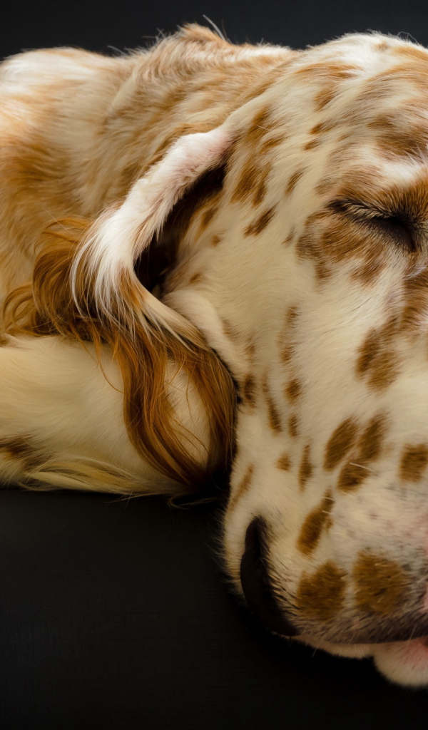 Английский сеттер заснул