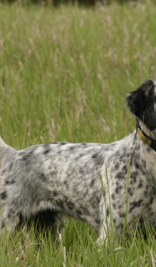 Английский сеттер на охоте