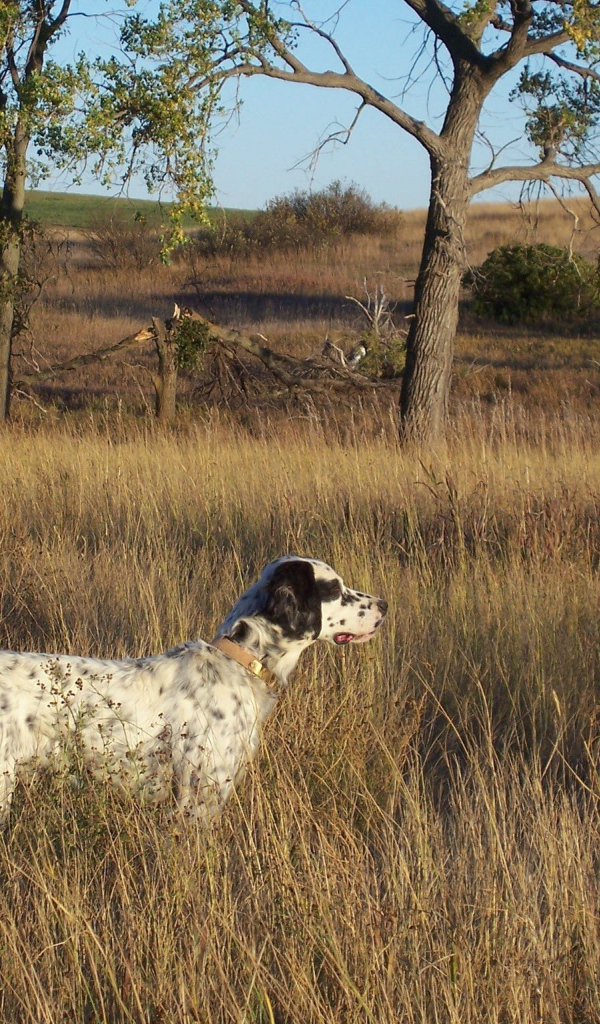 Английский сеттер в высохшей траве