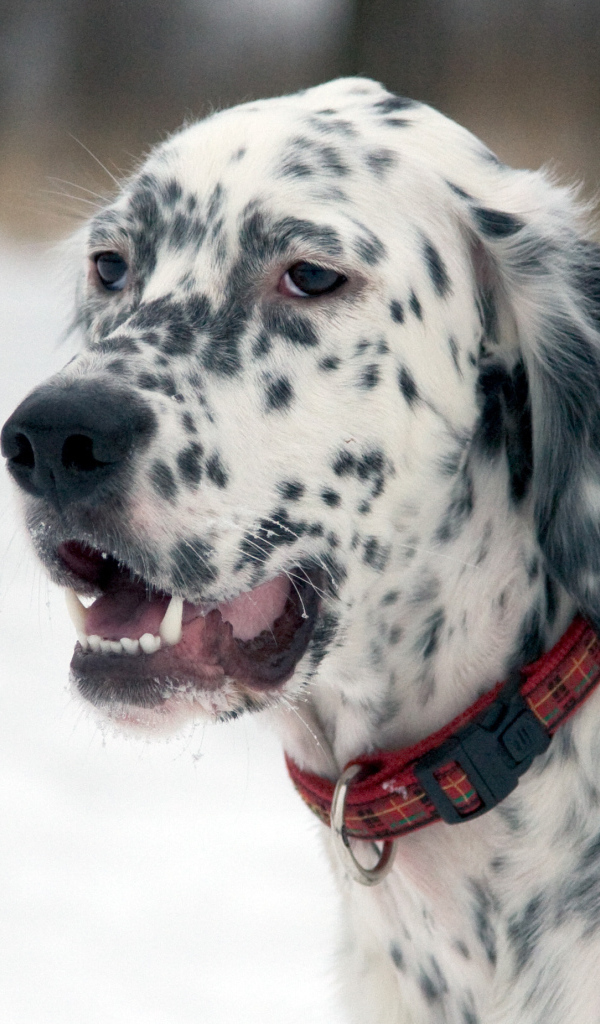 English Setter on a walk in winter