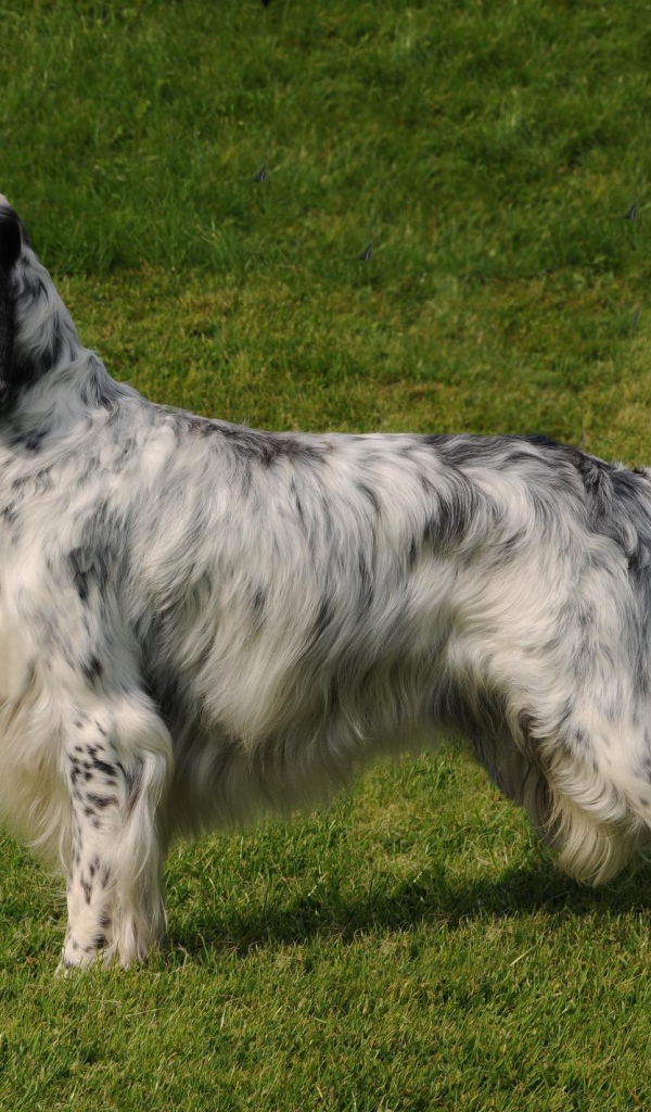 Английский сеттер на природе